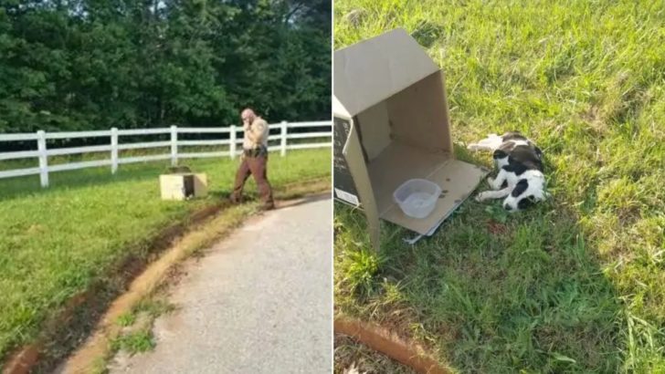 Polizist konnte nicht glauben, was er in einer kleinen Kiste neben der Straße fand