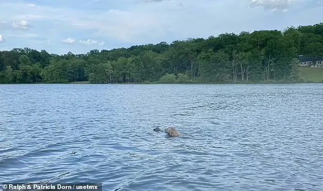 Rehkitz und Goldendoodle schwimmen im See