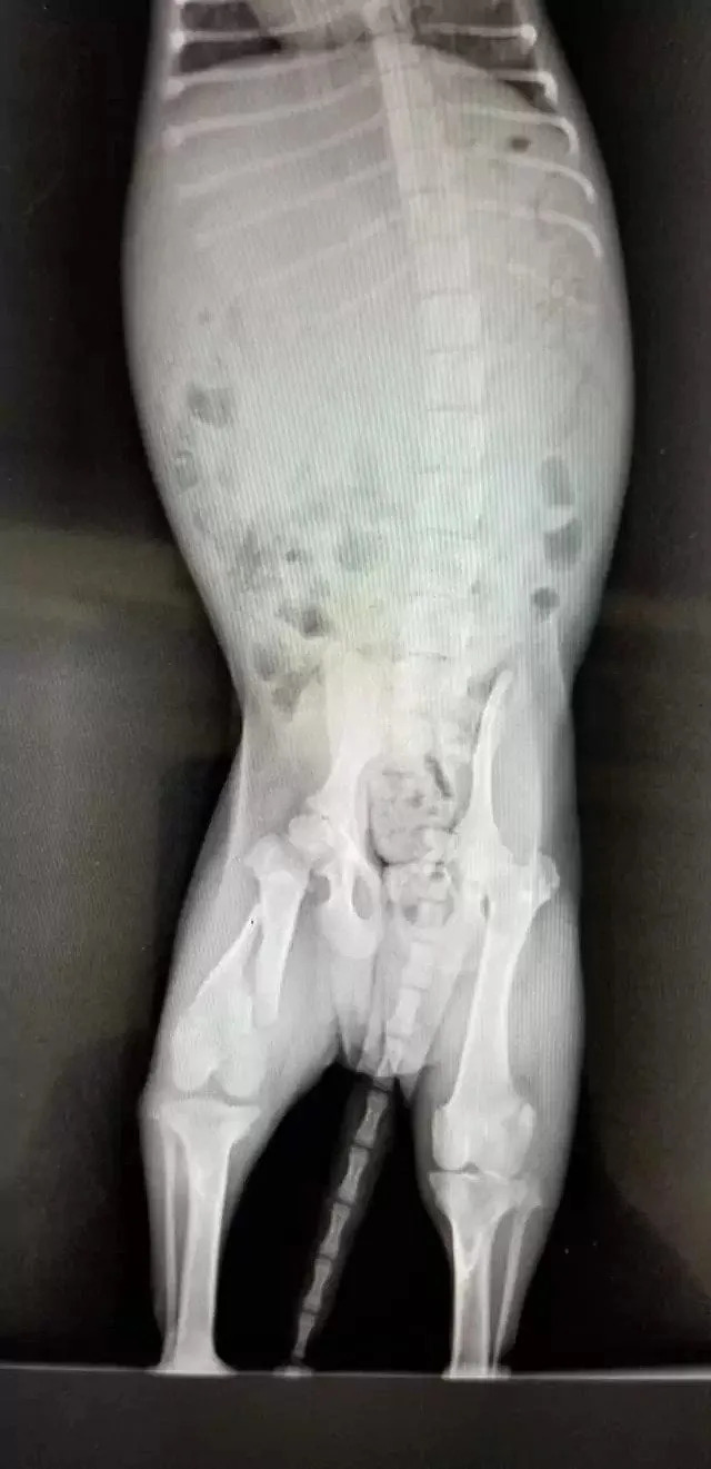 Röntgenaufnahme eines Welpen