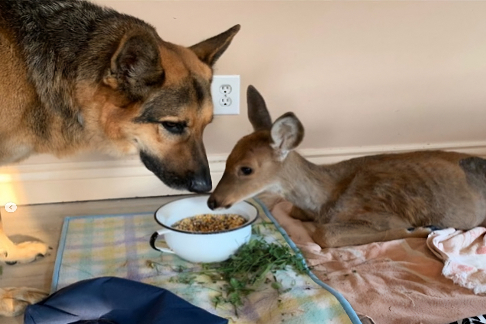 Schaeferhund und Rehkitz essen zusammen