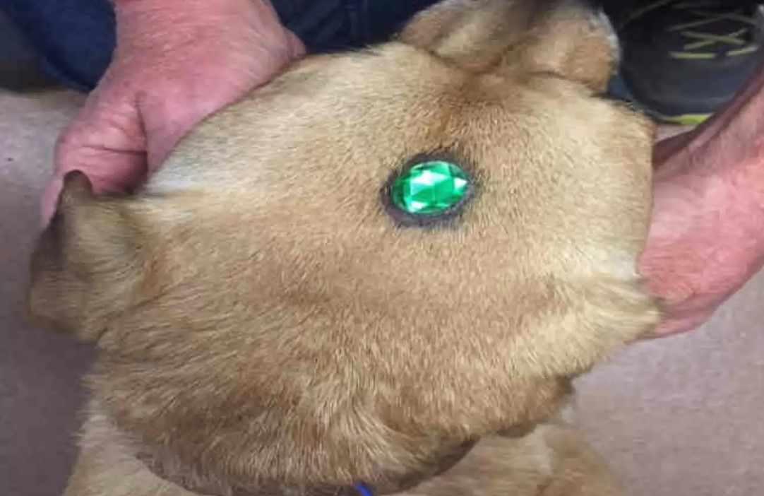 Schmuck auf der Stirn eines Hundes