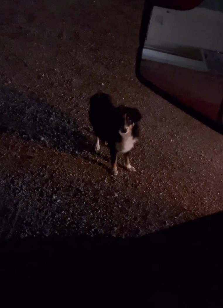Schwarzer Hund in der Nacht gesichtet