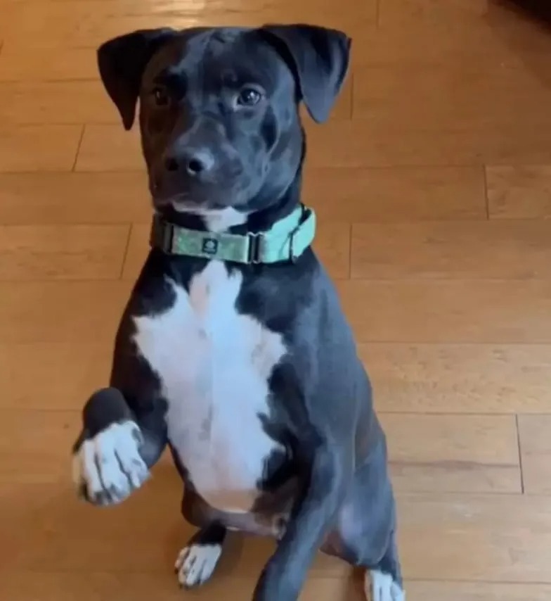 Schwarzer braver Hund mit gruenem Halsband