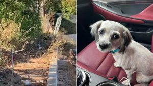 Ein Hund im Gebuesch und ein Hund auf dem Beifahrersitz