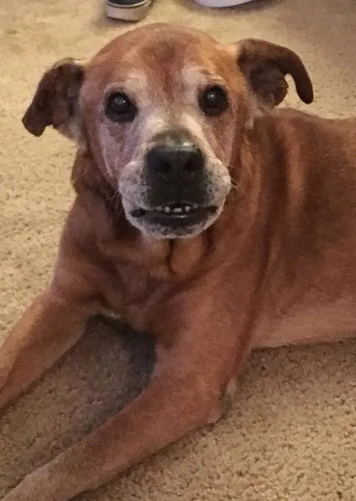 Seniorenhund mit dem sueßestem Lächeln