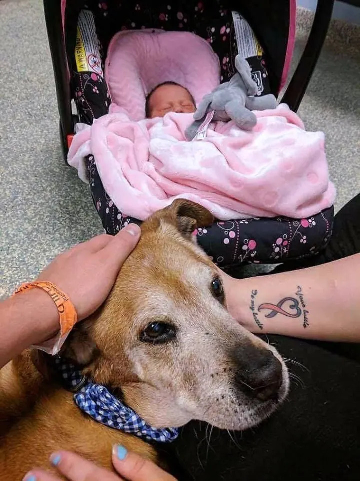 Seniorenhund und seine neue kleine Schwester