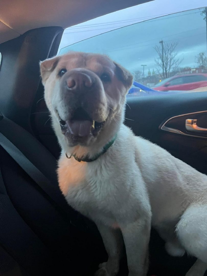 Shar-Pei Hund sitzt im Auto