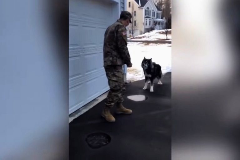 Soldat und Hund blicken einander an