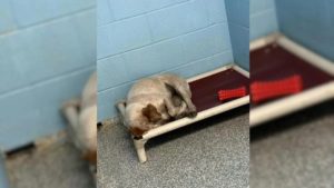 Trariger kleiner Hund liegt auf Hundebett