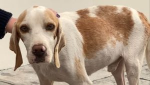 Braun-weißer Straßenhund