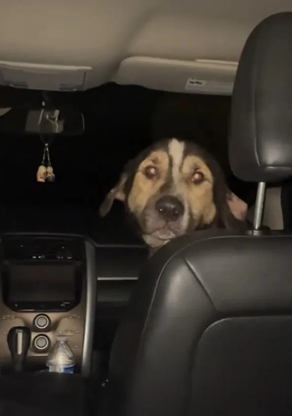 Streuender Hund im Auto