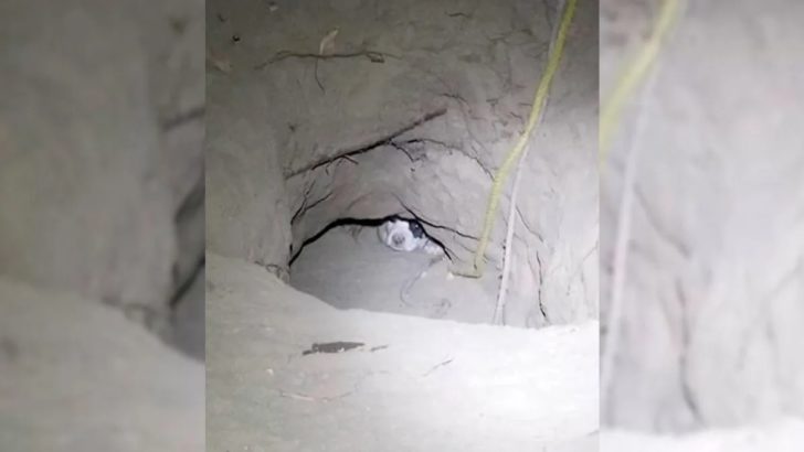 Streunende Hundemama versteckt ihre Welpen in einem Loch, um sie zu schützen