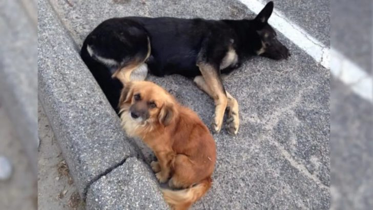 Streunender Hund weigert sich, seine schwangere Schäferhund-Freundin zu verlassen, bis sie in Sicherheit ist