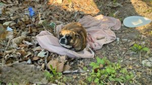 Ein verlassener Hund auf einer Decke