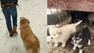 Hund läuft Mann hinterher und zwei kleine Welpen im Schnee