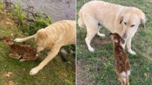 Zwei Fotos eines Hundes mit einem Rehkitz