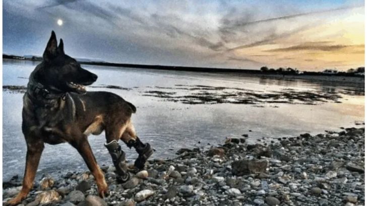 Tapferkeit hinter feindlichen Linien: Kuno, der Heldenhund, erhält die Ehrenmedaille