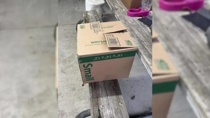 Tierheim-Mitarbeiter findet eine schockierende Überraschung in einer kleinen Kartonbox