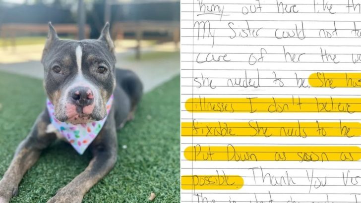 Tierheim findet Hund mit herzzerreißender Notiz, eine Euthanasie-Bitte der Vorbesitzer