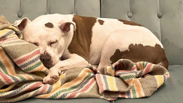 Trauernde Hundemutter adoptiert einen Hund aus dem Tierheim, weil sie ihn für ein Geschenk ihres verstorbenen Gefährten hält