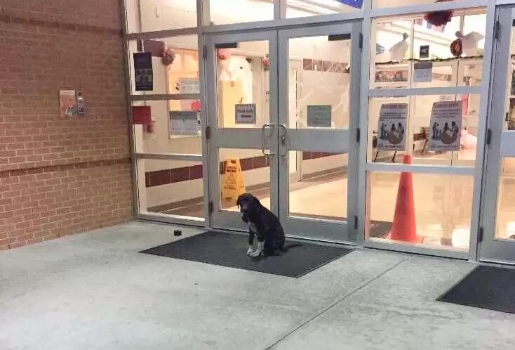 Trauriger Hund wartet vor der Schule
