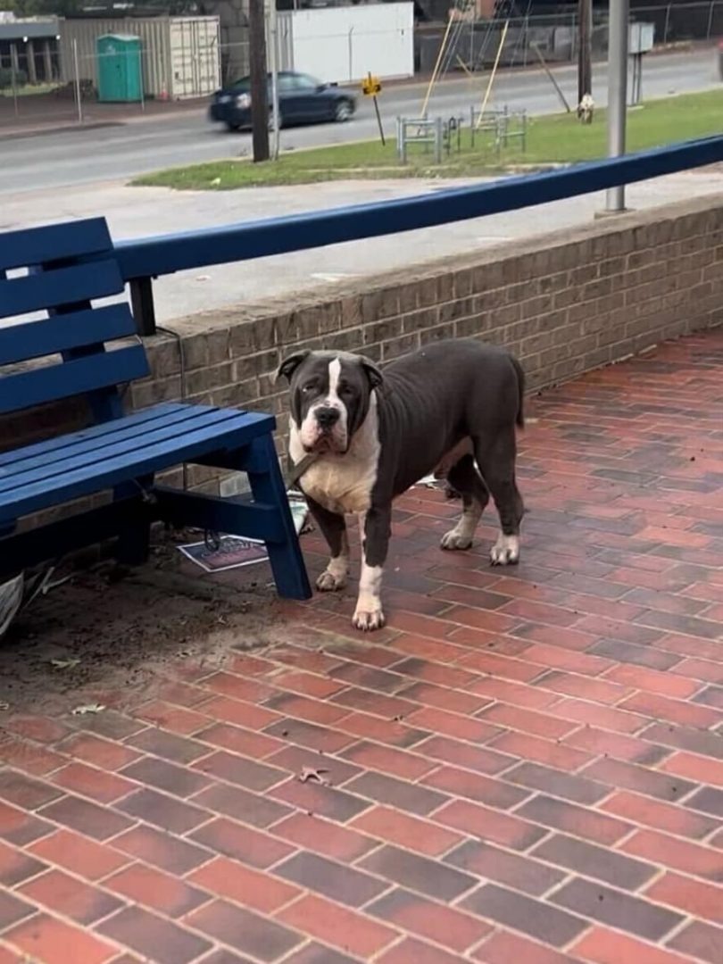 Trauriger ausgesetzter Hund an Bank gebunden