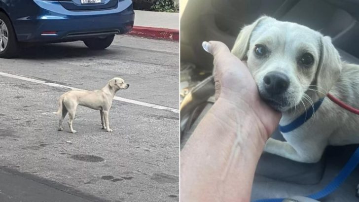 Treuer Hund weigert sich, den Krankenhauseingang zu verlassen, an dem sie ihr Herrchen zuletzt gesehen hat