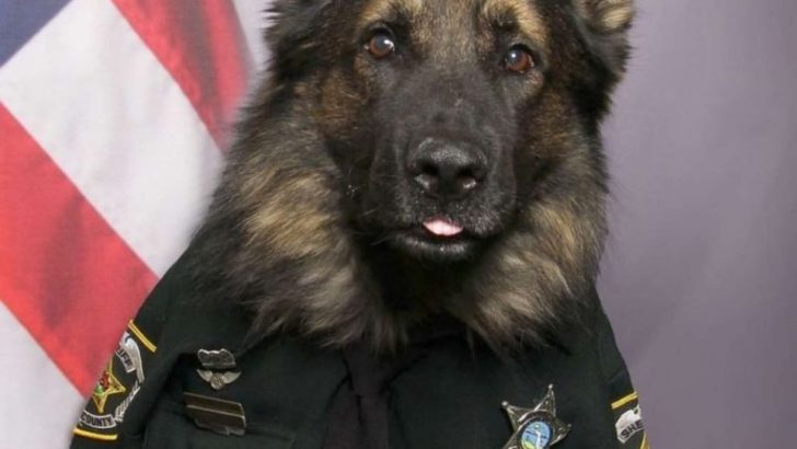 Unwiderstehlich süßer Polizeihund posiert in seiner Uniform für sein offizielles Porträt