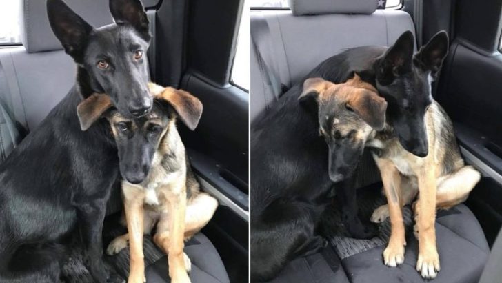 Unzertrennliche Schäferhunde vom Straßenleben zur gemeinsamen Adoption