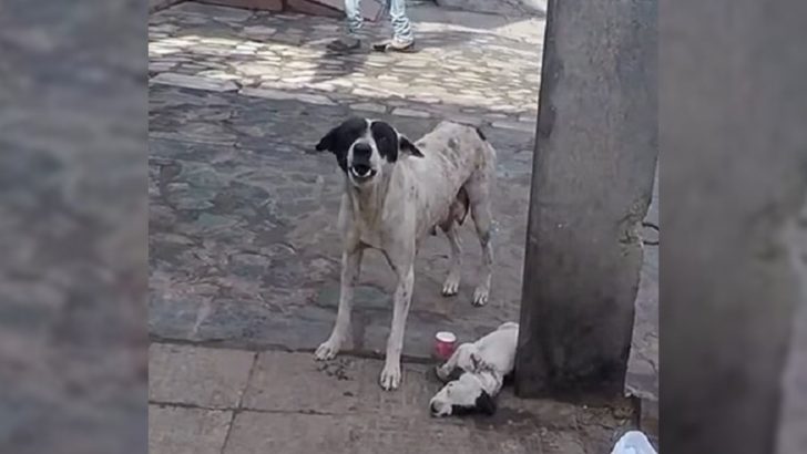 Verängstigte Hundemama fand keine Ruhe, bis die Retter kamen und ihren verletzten Welpen retteten