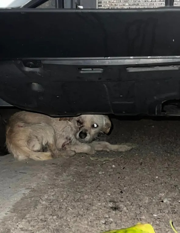Veraenstigter Hund unter einem Auto