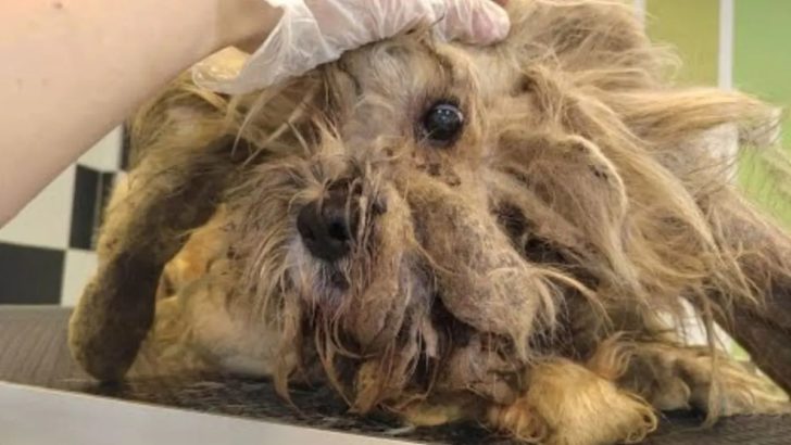 Verfilzter Hund, der jahrelang vernachlässigt wurde, schockiert alle mit seiner erstaunlichen Verwandlung