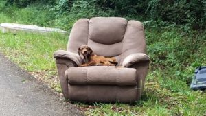 Hund sitzt auf Sessel am Straßenrand
