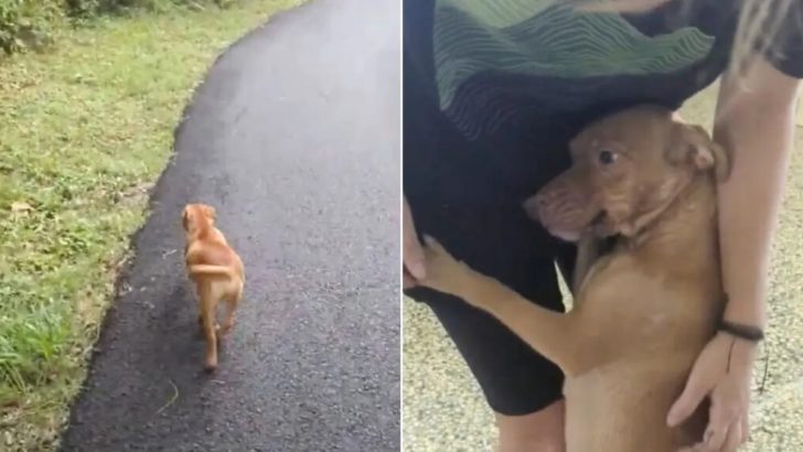 Verzweifelte Hundemutter läuft zu einer Frau und bittet um Hilfe für ihre Babys