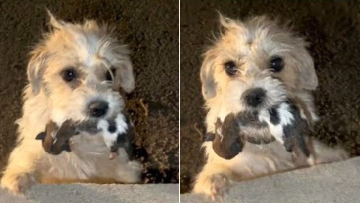 Verzweifelte Hundemutter trägt eines ihrer Babys im Maul und bittet Fremde um Hilfe