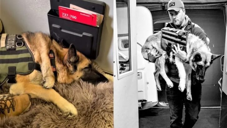 Veteranen-Diensthund mit unheilbarem Krebs wird auf seinem letzten Flug geehrt