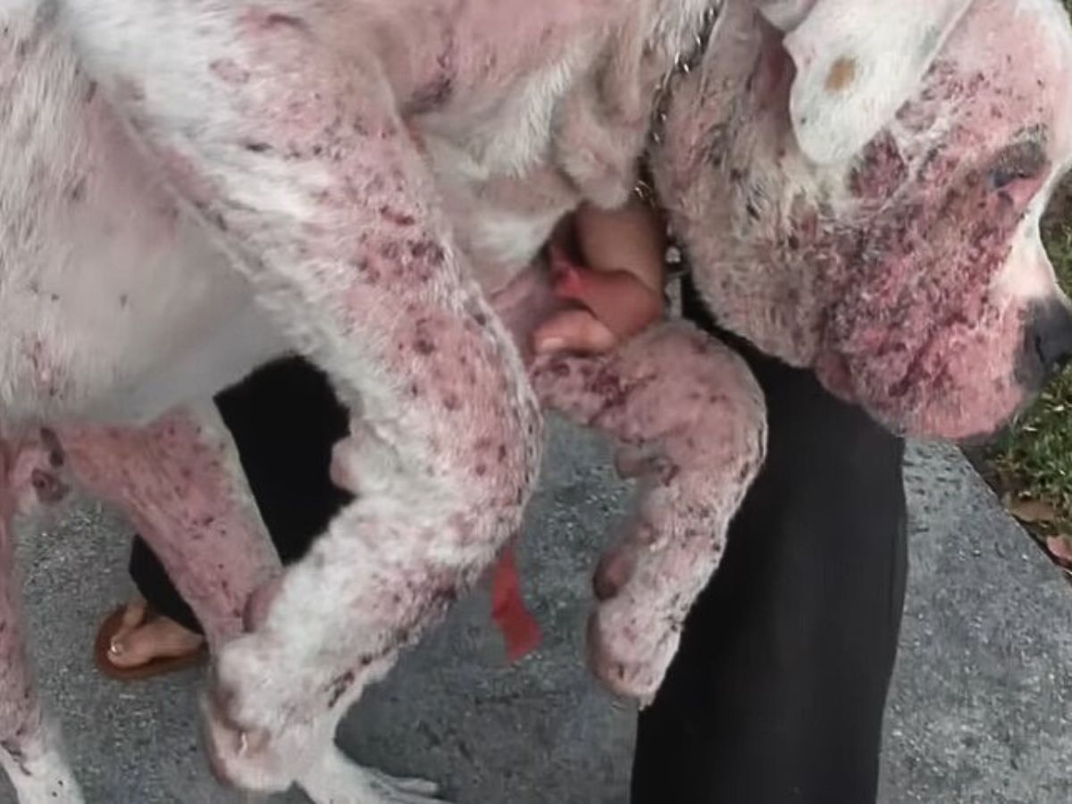 Weißer Hund mit Infektion am ganzen Koerper