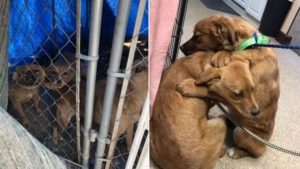 Tierheim-Welpen umarmen und troesten sich gegenseitig