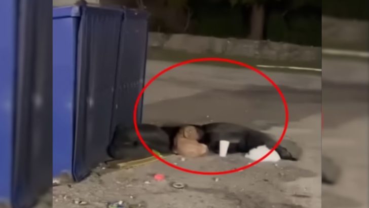 Winziger Hund, der in der Nähe eines Müllcontainers lebte, konnte kaum noch seine Beine bewegen