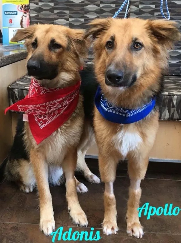 Zwei Deutsche Schäferhunde mit blauen und roten Halsband