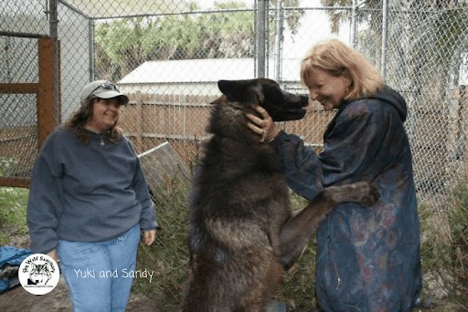 Zwei Frauen mit einem Wolfshund