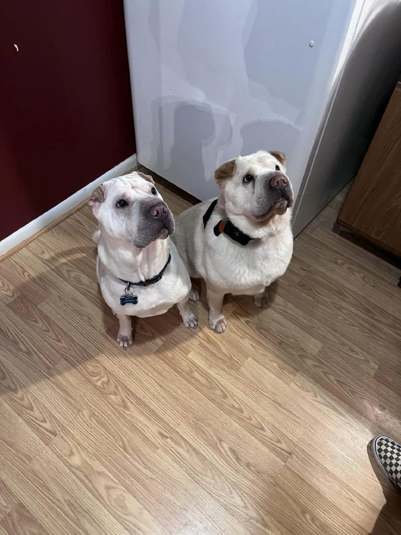 Zwei Hunde-Doppelgaenger