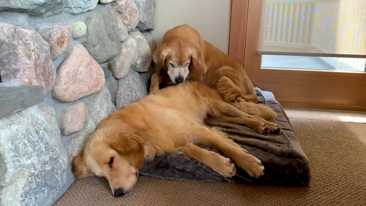 Zwei Hunde auf einem Hundebett