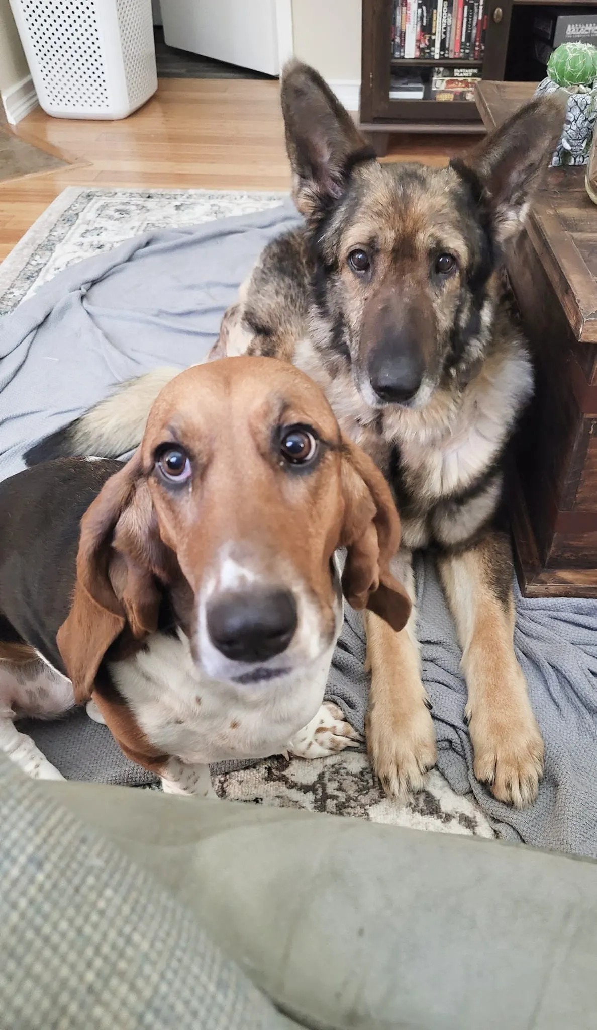 Zwei Hunde im Wohnzimmer
