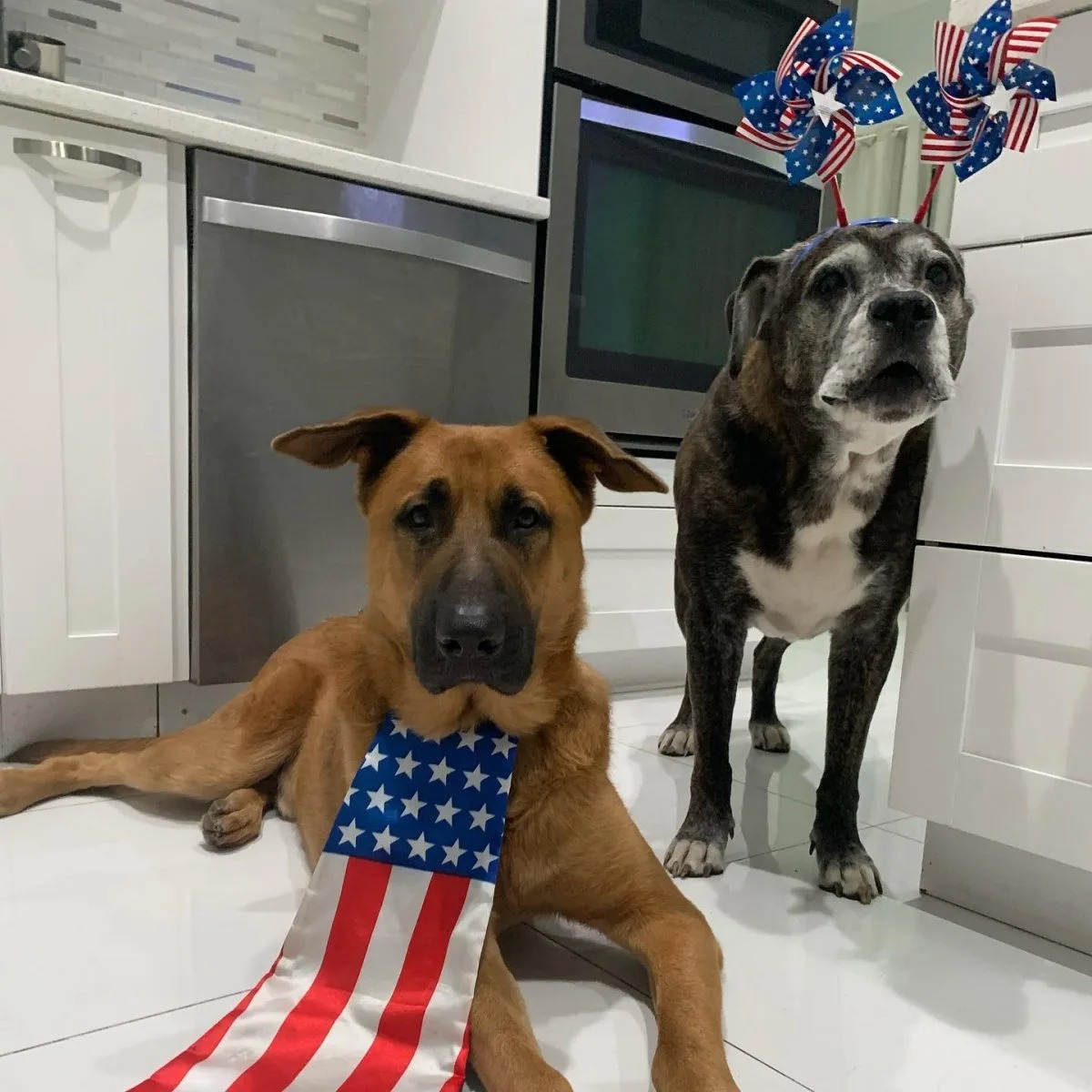 Zwei Hunde in Feierstimmung einer davon mit einer amerikanischen Flagge