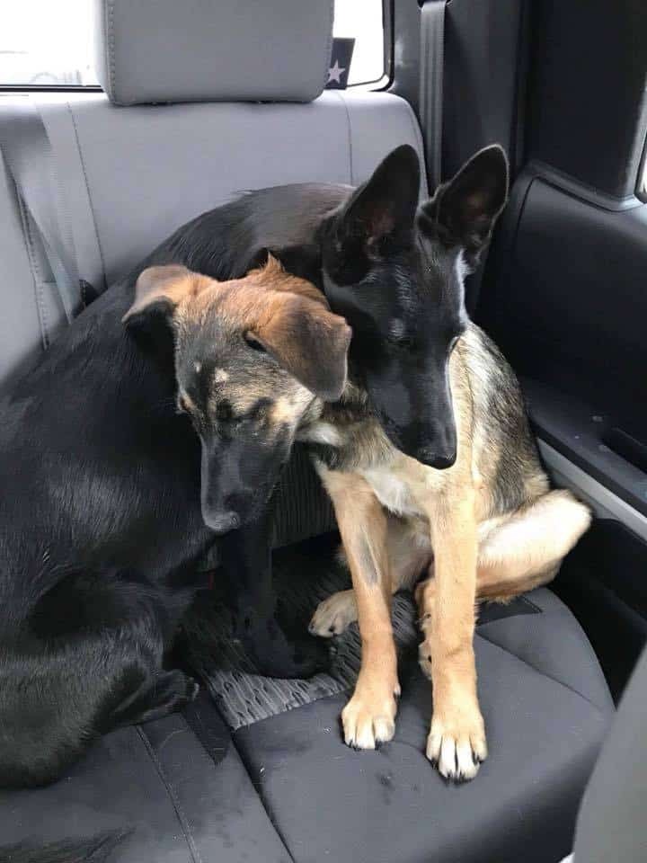 Zwei Hunde kuscheln sich aneinander