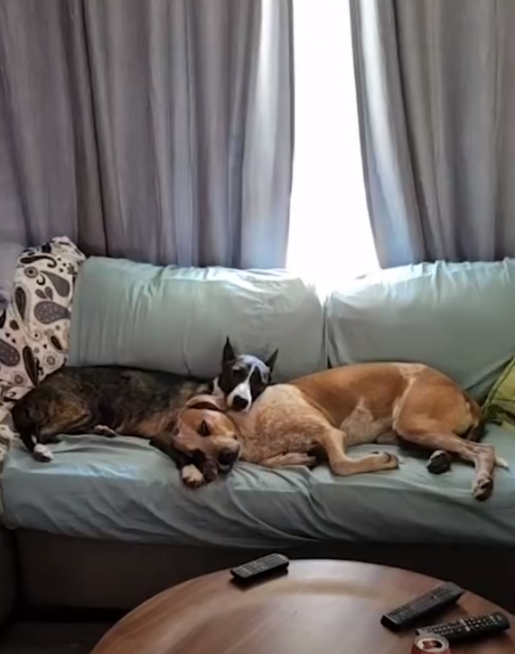 Zwei Hunde liegen auf dem Sofa