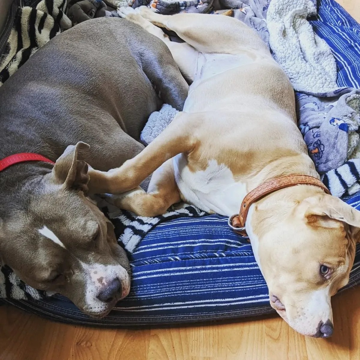 Zwei Hunde liegen auf einem Hundebett