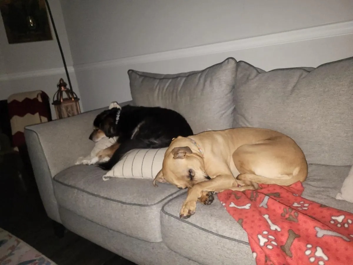Zwei Hunde liegen auf einer Couch