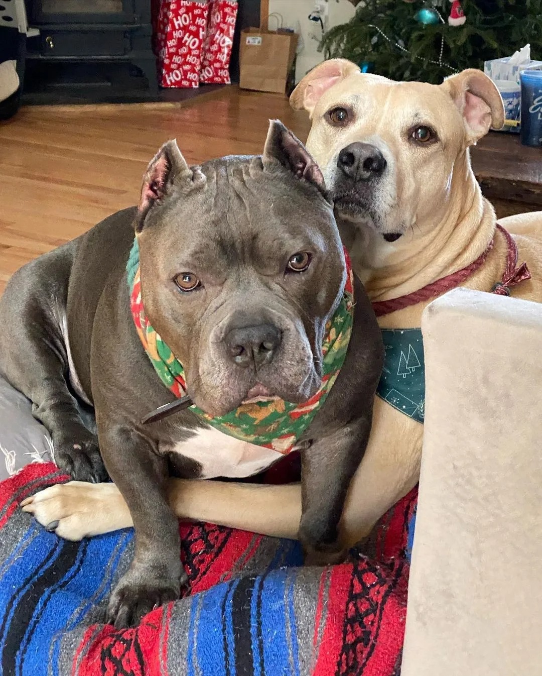 Zwei Hunde liegen gemeinsam im neuen Zuhause